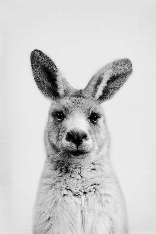 Picture of MR. KANGAROO