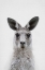 Picture of MRS. KANGAROO
