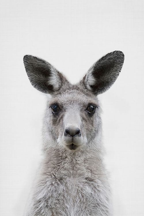 Picture of MRS. KANGAROO