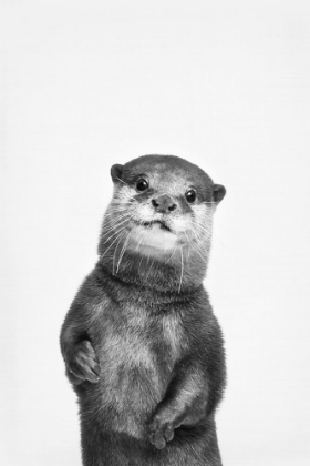 Picture of OTTER