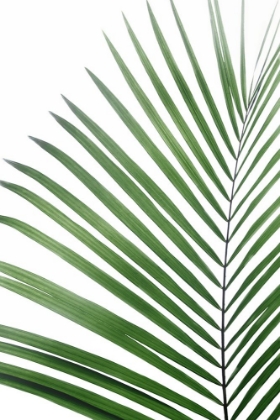 Picture of PALM LEAF