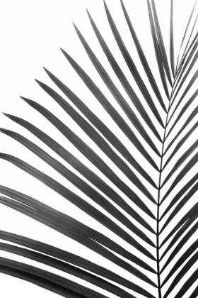 Picture of PALM LEAF IN BLACK AND WHITE