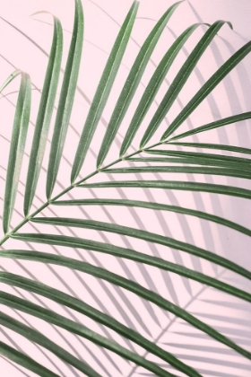 Picture of PALM LEAF MINIMAL