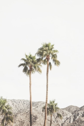 Picture of PALM SPRINGS PALMS