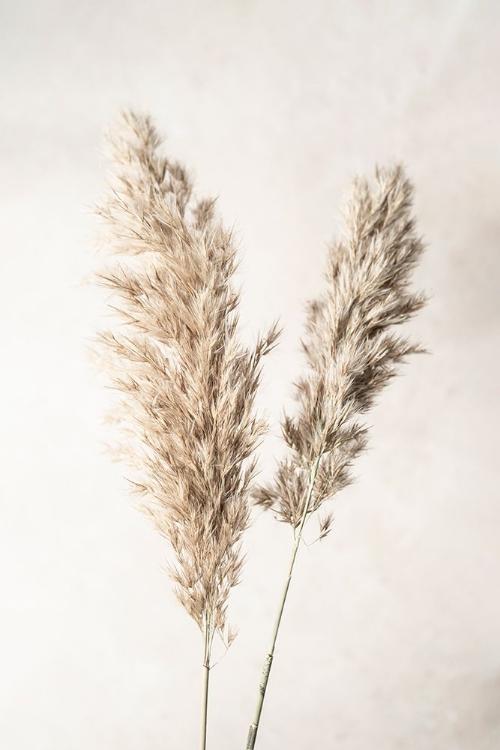 Picture of PAMPAS GRASS