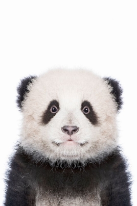 Picture of PANDA