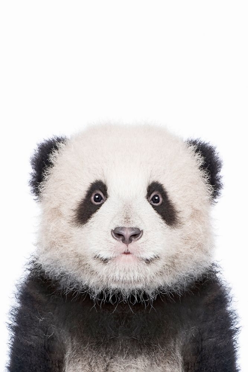 Picture of PANDA