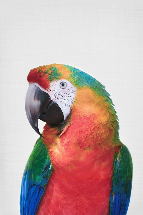 Picture of PARROT