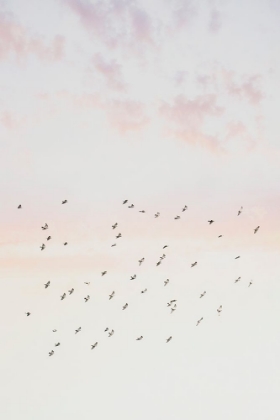 Picture of PASTEL SKY FLIGHT