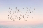Picture of PASTEL SUN