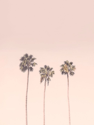 Picture of PEACHY PALMS