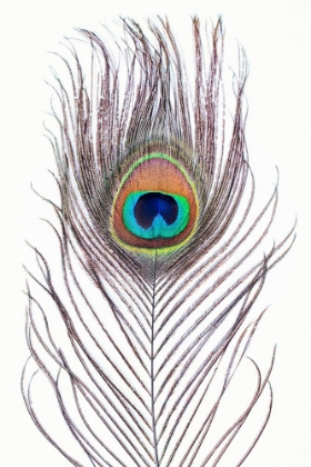 Picture of PEACOCK FEATHER