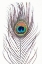 Picture of PEACOCK FEATHER