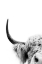 Picture of PEEKING COW II