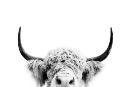 Picture of PEEKING COW IN BLACK AND WHITE