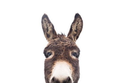 Picture of PEEKING DONKEY