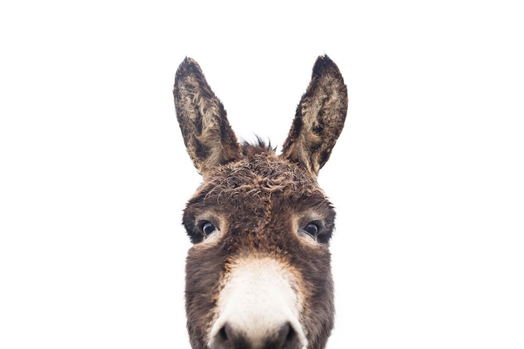 Picture of PEEKING DONKEY