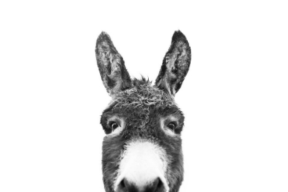 Picture of PEEKING DONKEY IN BLACK AND WHITE