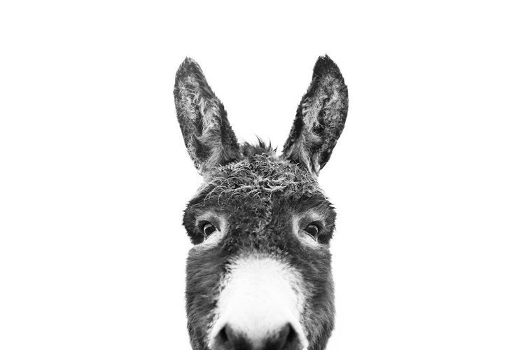 Picture of PEEKING DONKEY IN BLACK AND WHITE