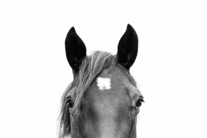 Picture of PEEKING HORSE IN BLACK AND WHITE