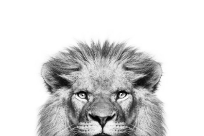 Picture of PEEKING LION