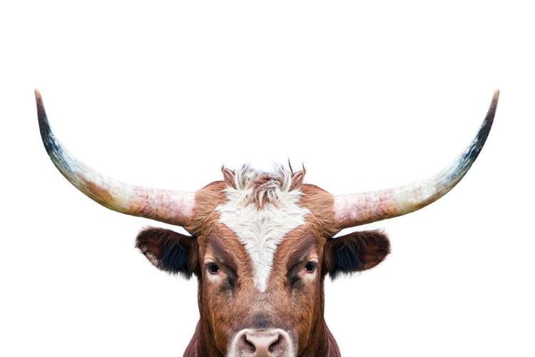 Picture of PEEKING LONGHORN