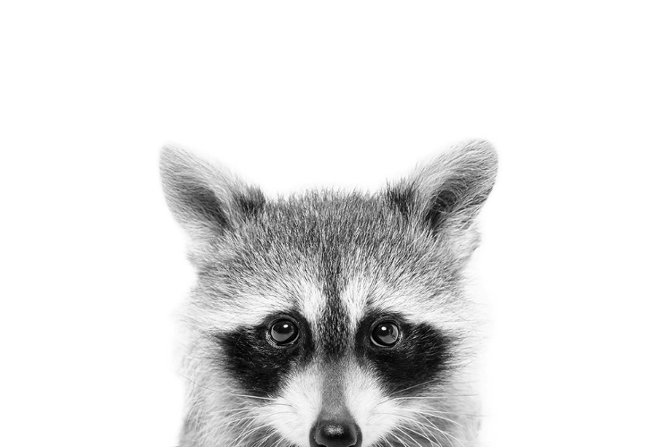 Picture of PEEKING RACCOON