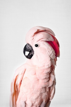 Picture of PINK COCKATOO
