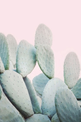 Picture of PINK PASTEL CACTUS