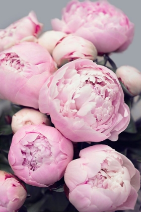 Picture of PINK PEONIES