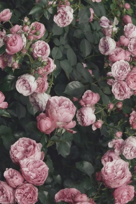 Picture of PINK ROSE BUSH
