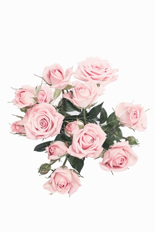 Picture of PINK ROSES