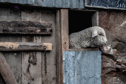 Picture of PORTRAIT OF SHEEP