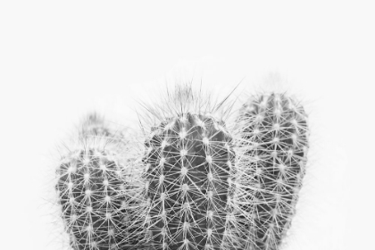 Picture of PRICKLY