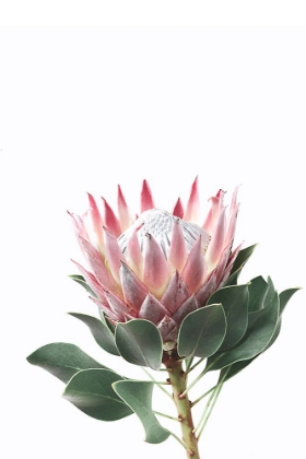 Picture of PROTEA