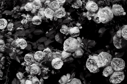 Picture of ROSES