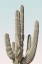 Picture of SAGUARO PASTEL SKY