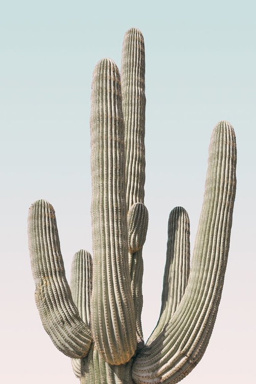 Picture of SAGUARO PASTEL SKY