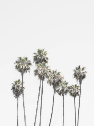 Picture of SANTA MONICA PALM TREES