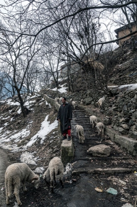 Picture of SHEPHERDS OF KASHMIR-1