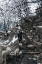 Picture of SHEPHERDS OF KASHMIR-1
