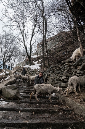 Picture of SHEPHERDS OF KASHMIR-3