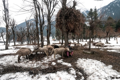 Picture of SHEPHERDS OF KASHMIR-4