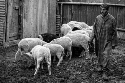 Picture of SHEPHERDS OF KASHMIR-5