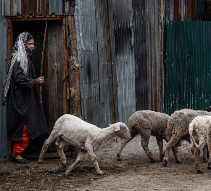 Picture of SHEPHERDS OF KASHMIR-7