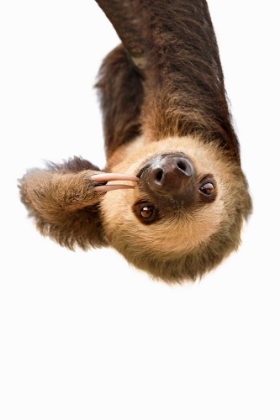 Picture of SLOTH