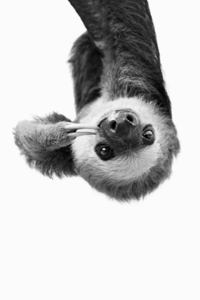 Picture of SLOTH IN BLACK AND WHITE