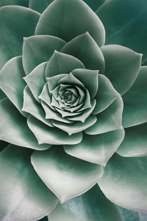 Picture of SUCCULENT