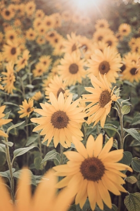 Picture of SUNFLOWER FIELD