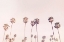 Picture of SUNNY CALI PALM TRESS